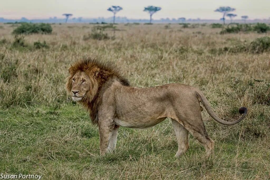 Футболка hunter 50. Лев хантеров. Хантер лев. Футболки hhh. Сахара африка львы.