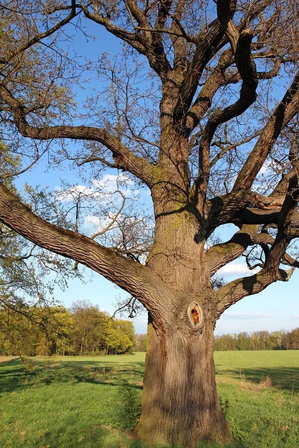 Old oak tree
