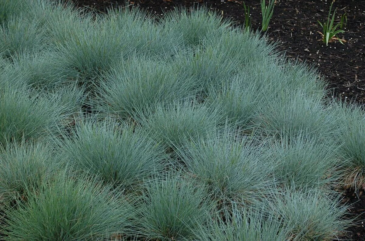 BOUTURES DE REVES : LE JARDIN DE SOPHIE Garden landscape design, Modern garden, 