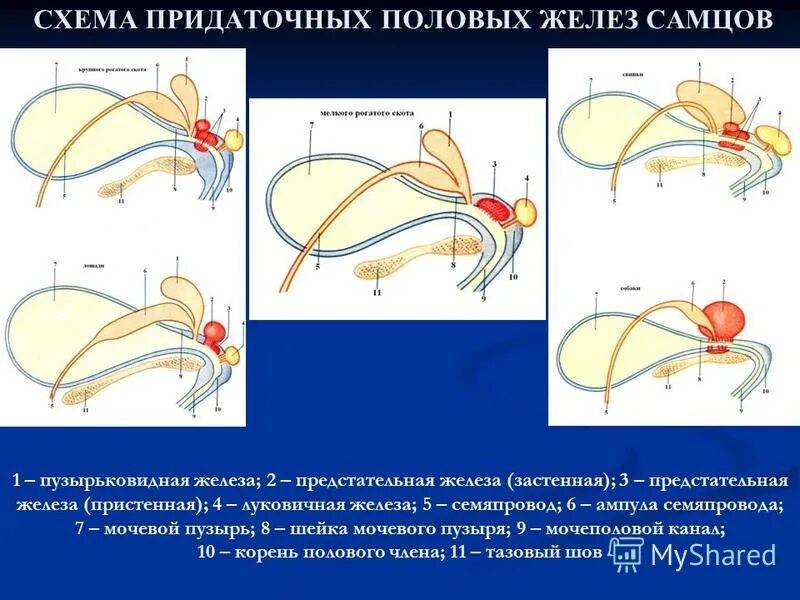 Строение половых желез человека. Выделительная система жука оленя. Придаточная железа. Выделительная система членистоногих паукообразных. Извитые семенные канальцы гистология препарат.