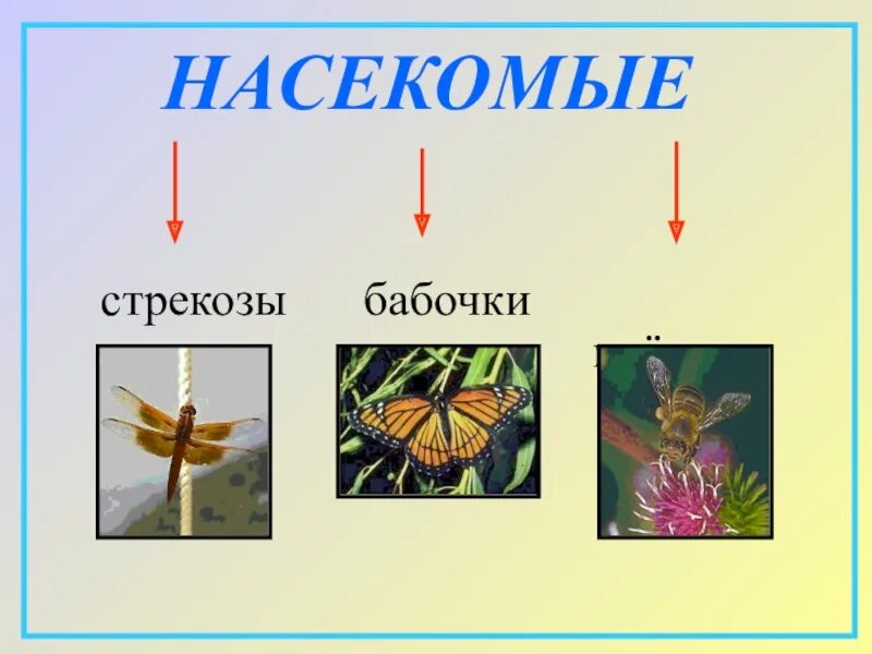 Разнообразие животных 3 класс видеоурок. Разнообразие животных 3 класс окружающий мир. Разнообразие насекомых 3 класс. Разнообразие животных Плешаков. Насекомые бабочки Стрекозы.