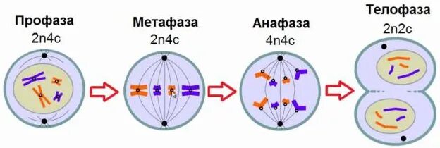 Метафаза 2 анафаза 2 телофаза 2. Метафаза анафаза телофаза анафаза 2 стадии. профаза 2 метафаза 2 анафаза 2 телофаза 2. набор хромосом профаза 2 метафаза 2 анафаза. телофаза 4n.