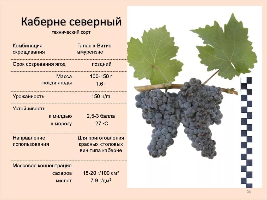 Лист винограда Саперави. Лист винограда Мукузани. Сорт винограда Саперави. Саперави виноград технический.