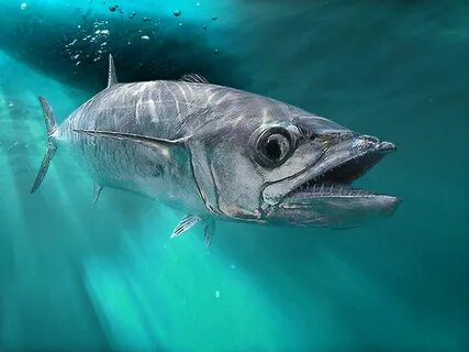 King fish fishing
