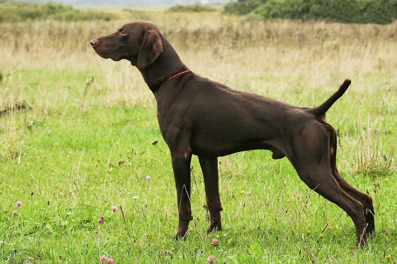 Pointer none