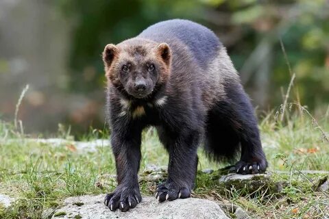 Белая росомаха животное