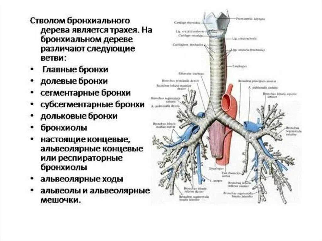 Бронхиальное дерево легких. Структуры образующие бронхиальное дерево. Бронхиальное дерево долевые сегментарные бронхи. Трахея бронхиальное дерево строение. Дыхательная система анатомия бронхиальное дерево.