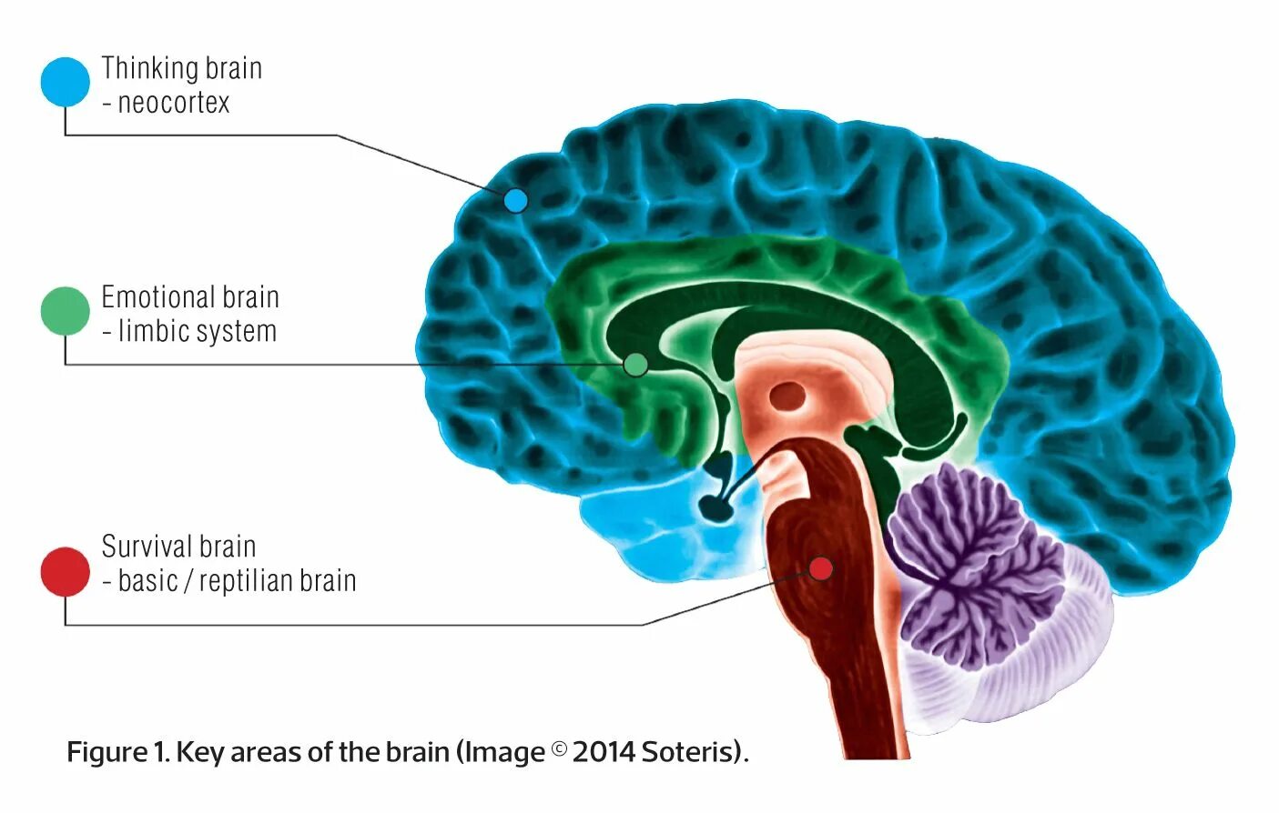 Brains behind. Неокортекс и лимбическая система. Палеокортекс архикортекс неокортекс. Структура мозга неокортекс.