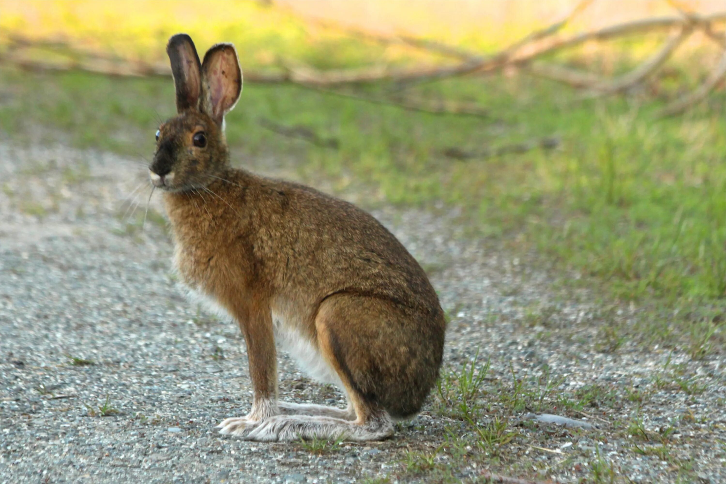 Hare&#039;s