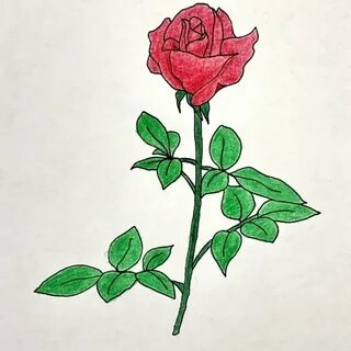 Розы нарисованные на полу