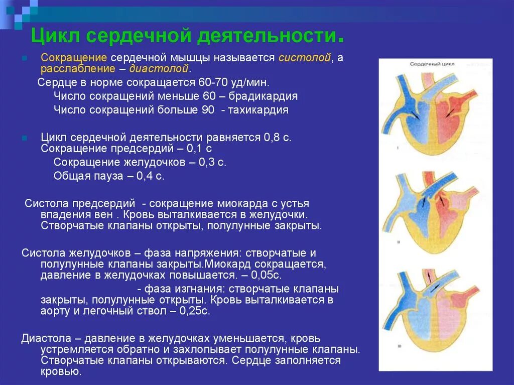 .Цикл сердечной длительности.. Сокращение сердца физиология. Фазы сердечной деятельности. Сокращение мышц сердца.