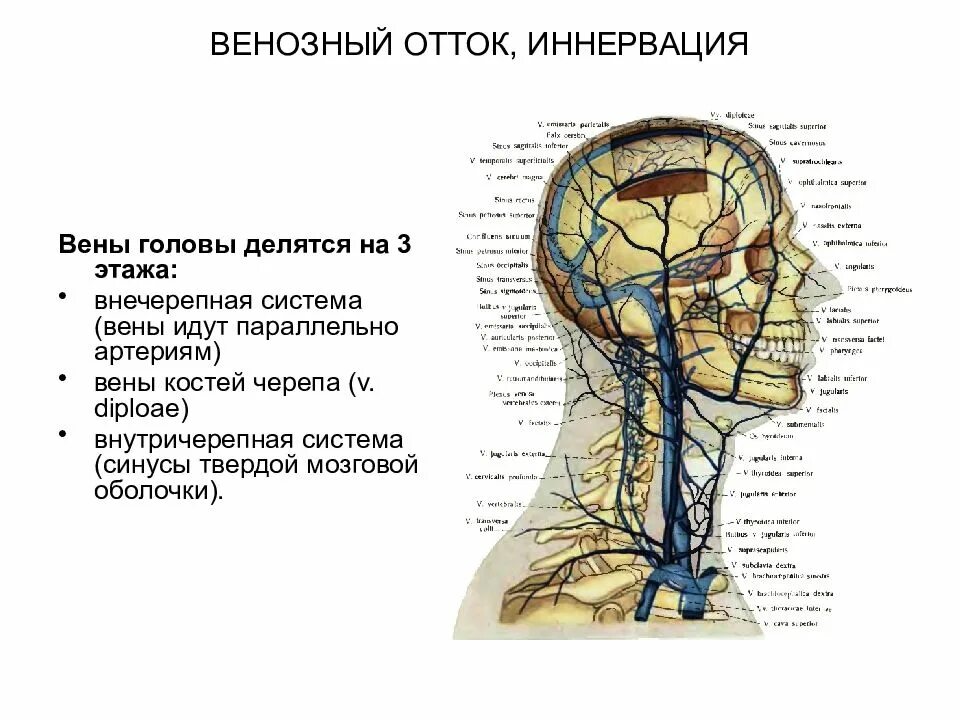 Синусы черепа топографическая анатомия. Кровоснабжение мозгового отдела головы топографическая. Диплоические вены отток. Иннервация головы топографическая анатомия.