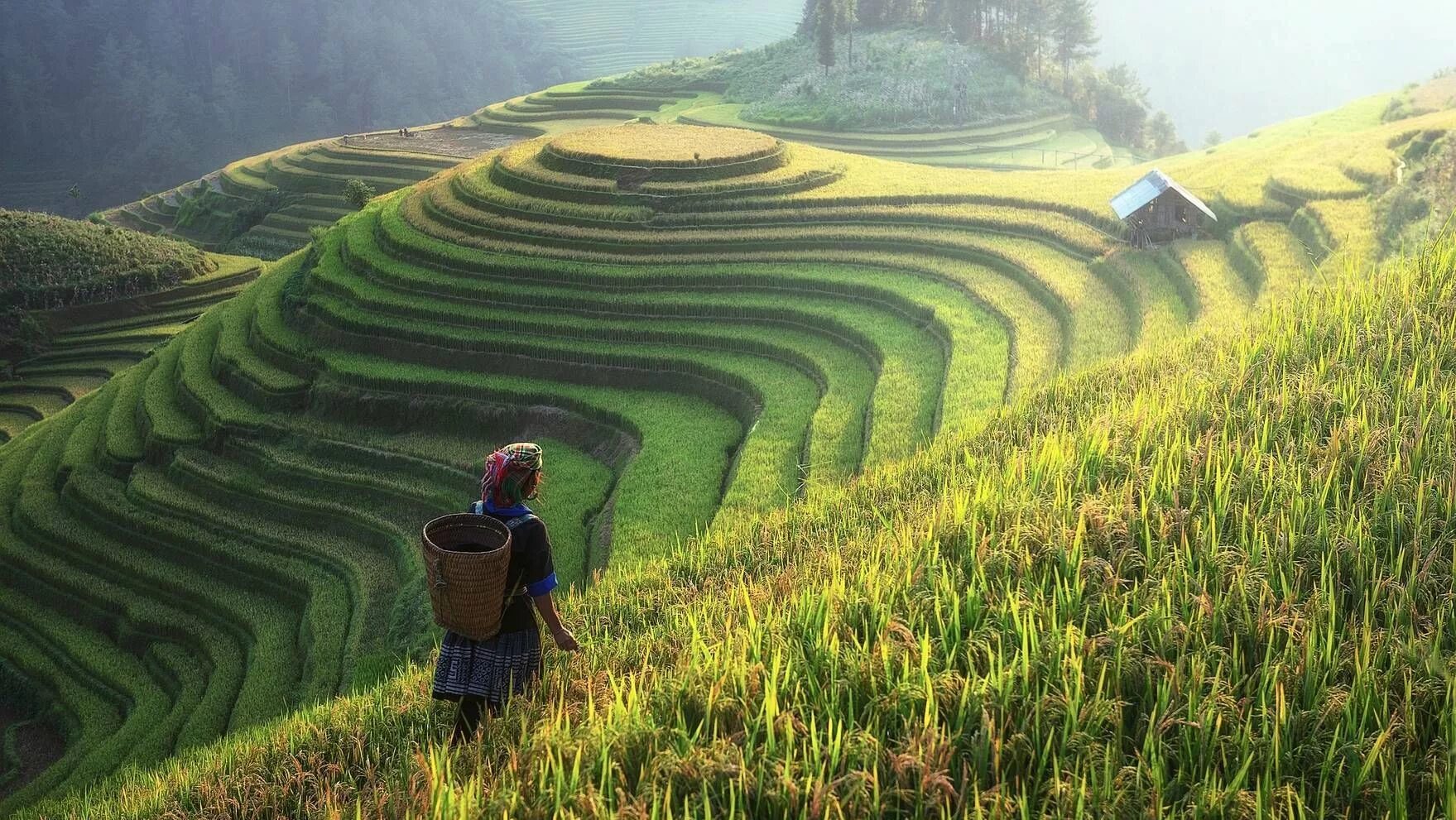 Постиндустриальное сельское хозяйство. Вьетнам чайные плантации. Шри Ланка рисовые поля. Сельскохозяйство Китая. Рис Шри Ланка плантации.