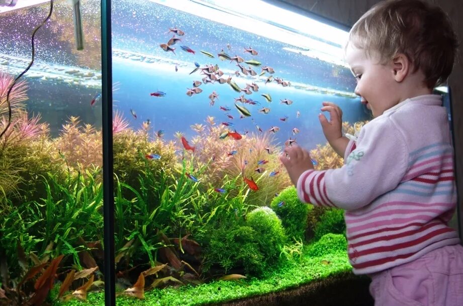 Живой уголок аквариум. Аквариум для детей. Аквариум с рыбками для детей. Красивые рыбки для аквариума. Аквариум домашний с рыбками.