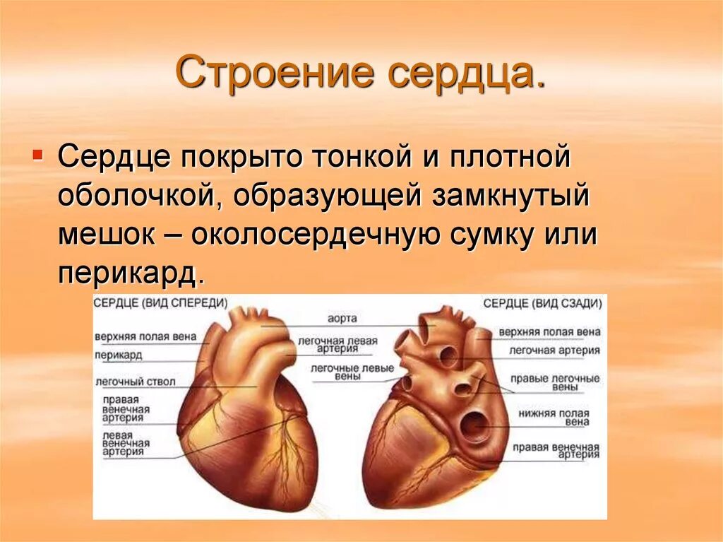 Сердечная строение и функции. Анатомия сердца кратко. Строение сердца человека. Сердце конспект. Строение и работа сердца.