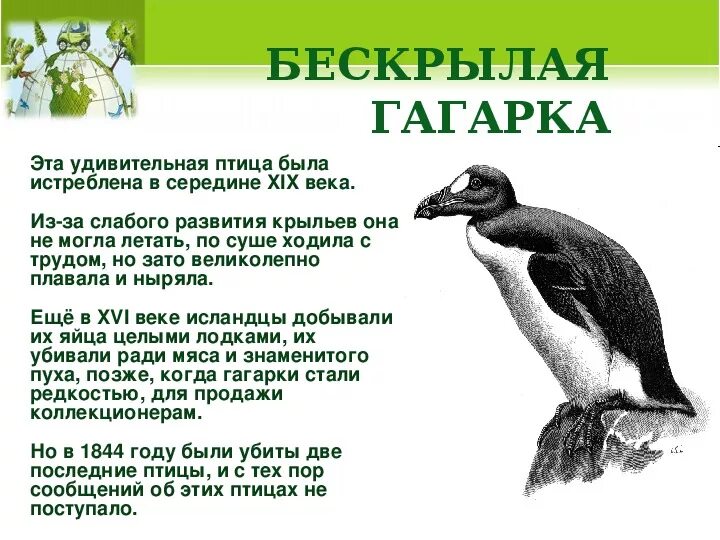 Сообщение о гагарке. Сообщение о гагарке