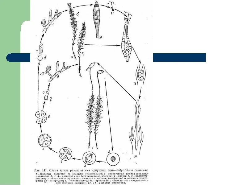 Деление клеток архегония. Жизненный цикл мхов схема. Цикл мхов схема. Цикл развития мхов схема. Цикл развития сфагнума схема.