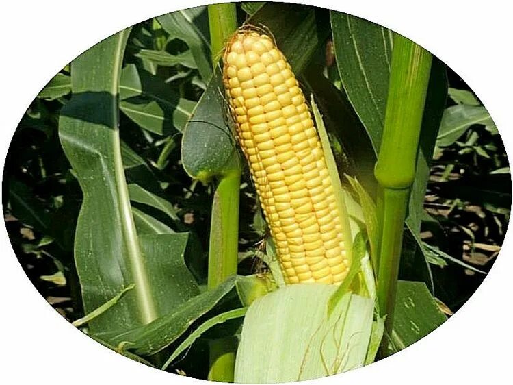 Гибрид кукурузы ладожский 277. Семена кукурузы гибрид аs 335. Сорт кукурузы ладожский 292. Ладожские гибриды кукурузы. Kws hybrid кукуруза.