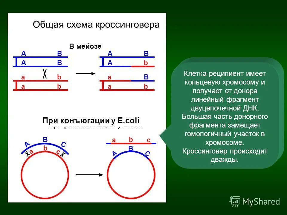 Имеется кольцевая хромосома. Схема кроссинговера. Общая рекомбинация кроссинговер. Генетическая рекомбинация. Когда происходит рекомбинация генетического материала в мейозе.