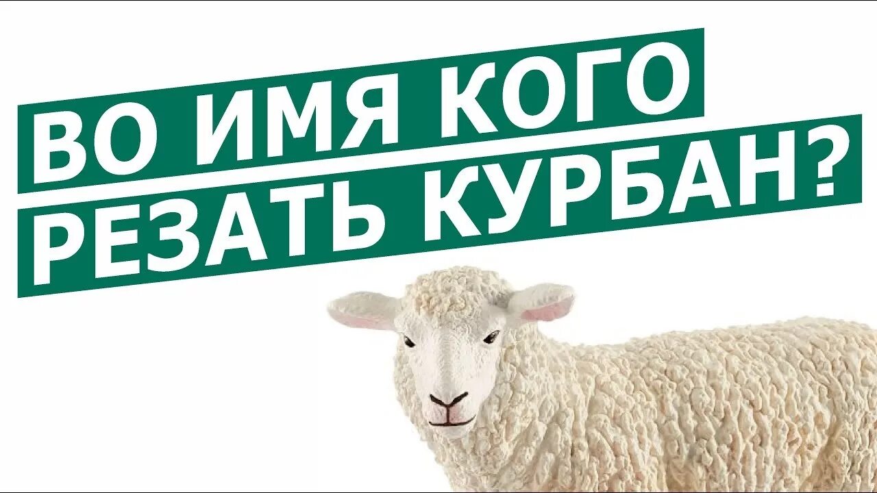 Национальность имени курбан. Национальность имени курбан. Кличка курбану. Национальность имени курбан. Национальность имени курбан.