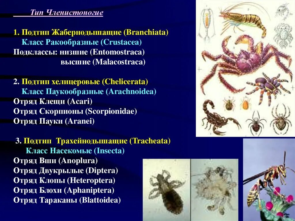 Членистоногие какой тип. Членистоногие ракообразные классификация. Тип Членистоногие подтипы. Членистоногие характеристика. Тип Членистоногие класс насекомые.