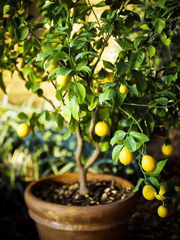 Лимон дерево. Куст лимона. Диоскурия лимон. Цитрусовое дерево лимон. Выращивание экзотических