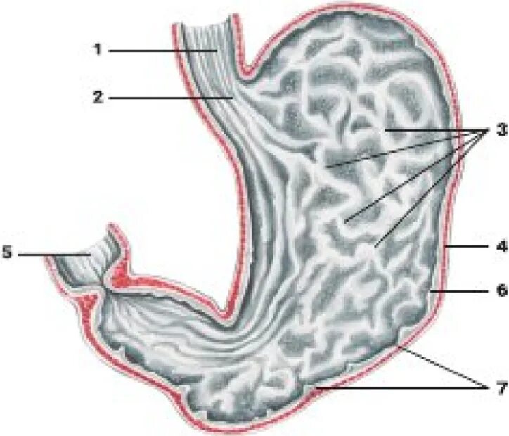 Слизистая подслизистая оболочки желудка. Складки слизистой желудка анатомия. Слизистая оболочка желудка анатомия. Кольцевидная складка желудка.