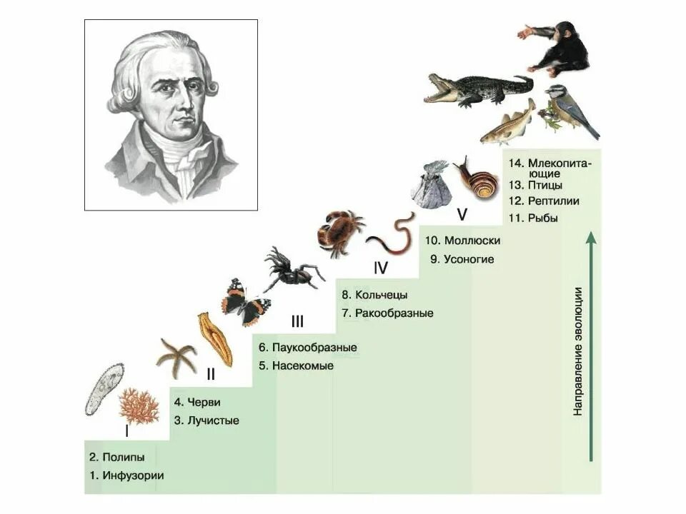 Последовательность появления организмов в эволюции. Эволюционная теория жана Батиста Ламарка лестница.
