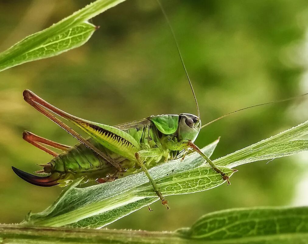 лесолюбка ретовского. саранча кузнечик жук. кузнечики новокузнецка. радужный кузнечик dactylotum bicolor. кузнечики новокузнецка.