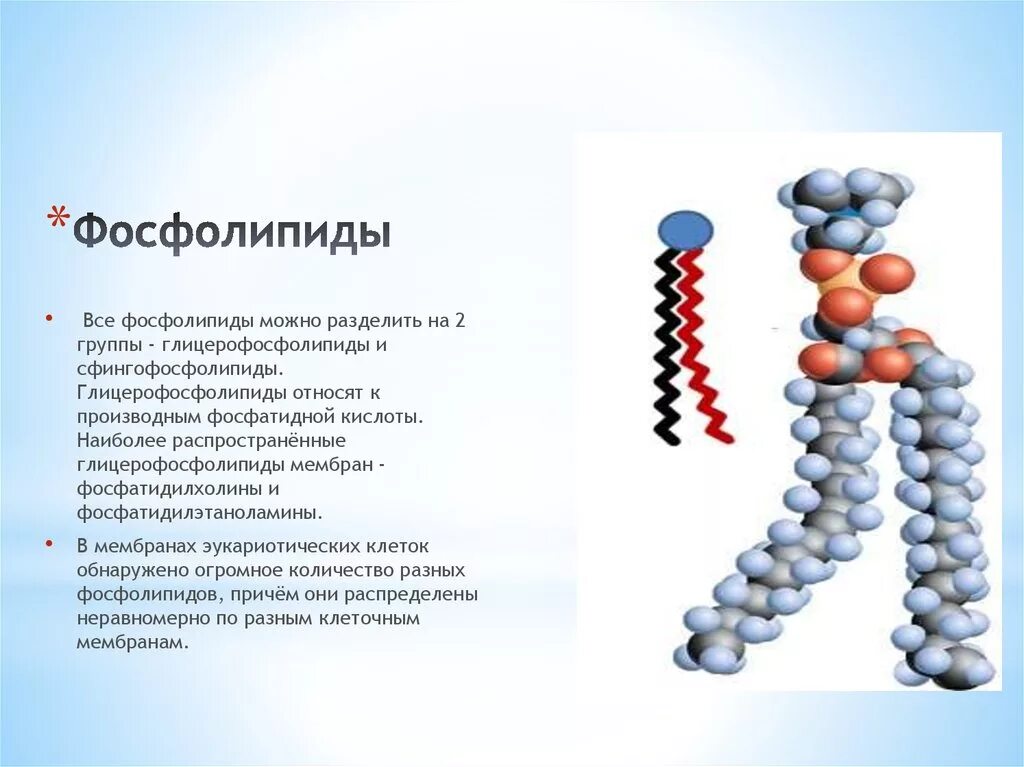 Фосфолипиды мембраны строение. Фосфолипиды клеточной мембраны. Формула фосфолипидов мембраны. Фосфолипиды мембраны формула.