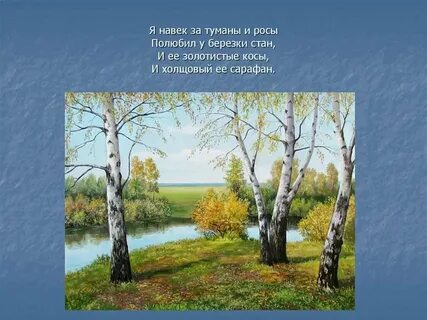 Родные березы изложение