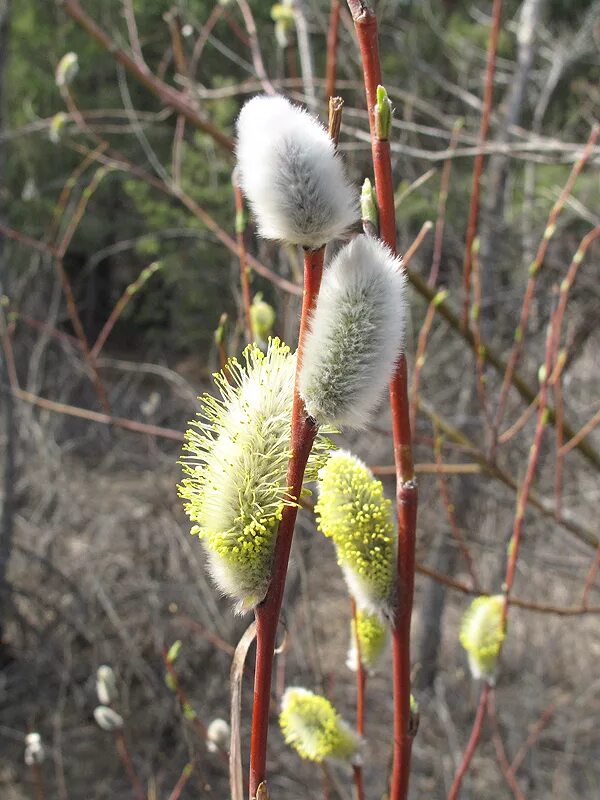 Верба краснотал. Ива остролистная Верба. Ива остролистная (Salix acutifolia). Ива остролистная (Salix acutifolia Willd.). Ива Верба, краснотал.