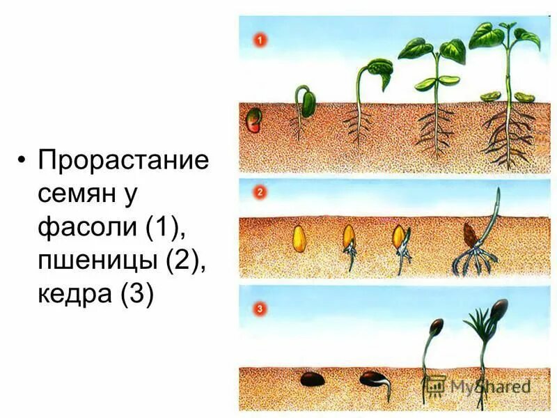Процессы в жизни растений 5 класс биология. Прорастание семян биология. Порядок фаз прорастания семян. Прорастание семян фасоли. Прорастание семян пшеницы.