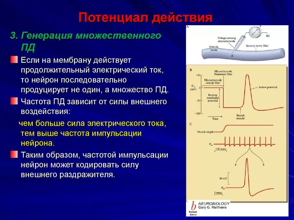 Механизм образования мембранного потенциала действия. Потенциал действия. Механизм генерации потенциала действия. Генерация потенциала действия в нейроне. Типы пд