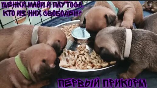 Первые прикормы щенков. Прикорм для щенков с 3 недель французского бульдога. Как правильно вводить прикорм щенкам йорка. Прикорм щенкам в месяц. Когда вводить прикорм щенкам.