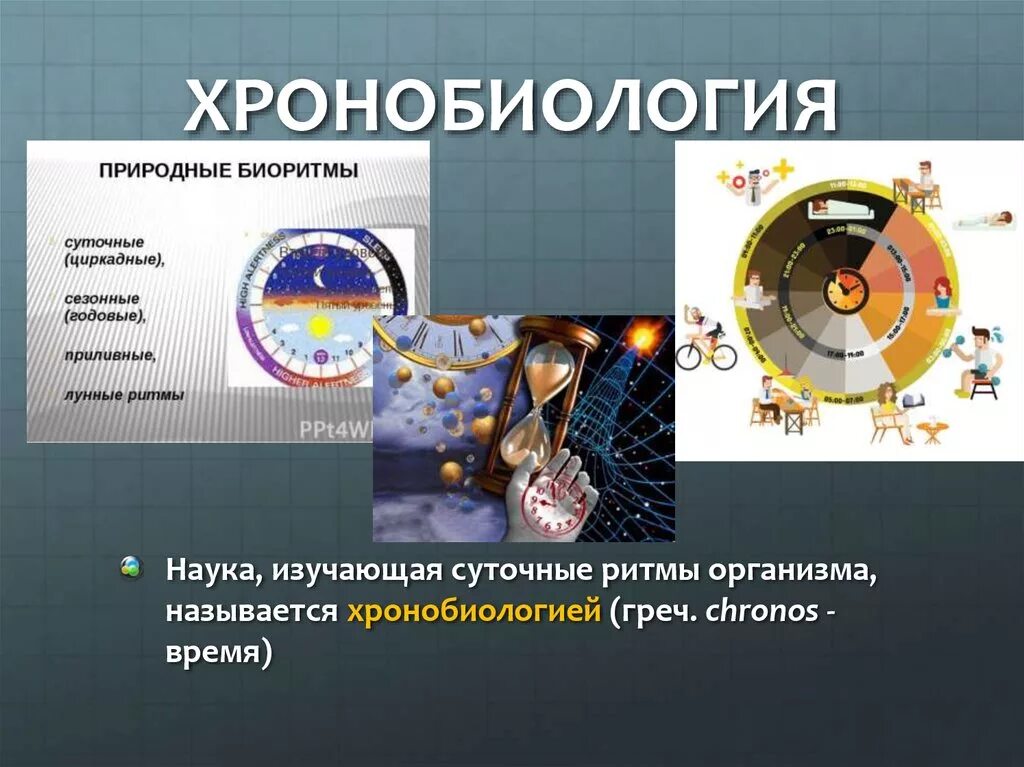 Хронобиология. Биоритмы живых организмов. Биологические ритмы человека. Биологические ритмы (биоритмы). Биологические часы 5 класс