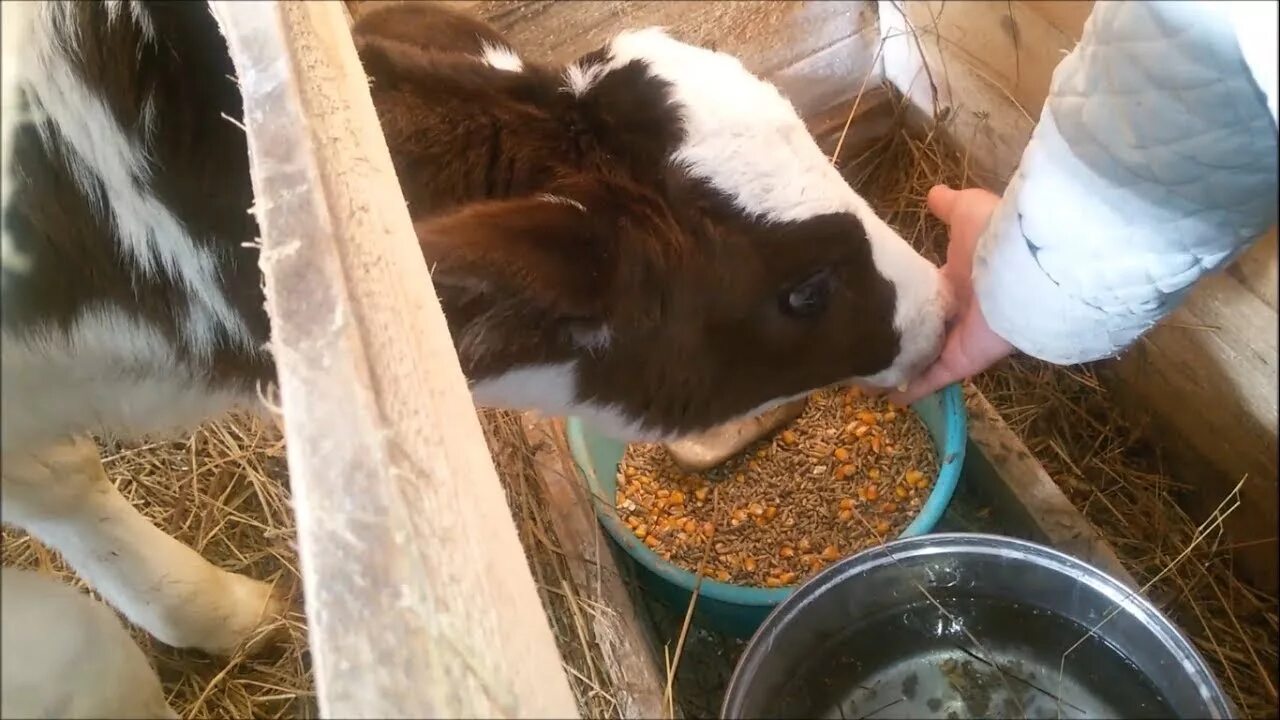 Корова плохо пьет. Телятники для молодняка. Кормление крупного рогатого скота. Кормление телят. Молодняк КРС.