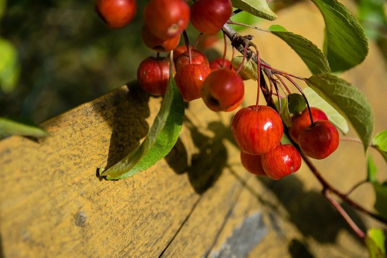 Дикая яблоня в лесу. Яблоня Лесная (Дикая) (Malus Sylvestris). Яблоня дичка. Яблоня Лесная (дичок). Яблонька дерево дичка.