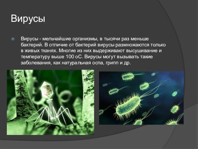 Организмы не способные к активному. Мельчайшие живые организмы. Вирусы обитают только в живых организмов. Вирусы размножаются только. Отличие вируса от бактерии.