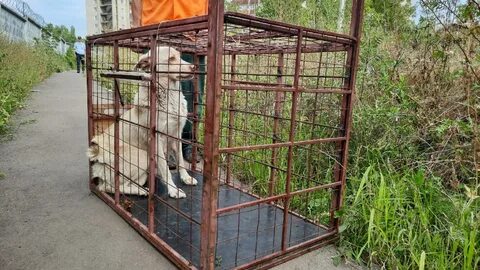 Аристократ отлов собак приморский край