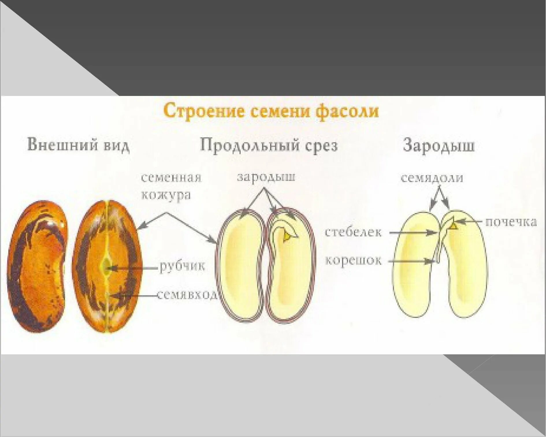 Семя фасоли зародыш семенная кожура. Продольный срез семени двудольного растения. Строение семени и размножение у растений.. Строение семени фасоли и кукурузы. Что кроме зародыша и семенной кожуры находится