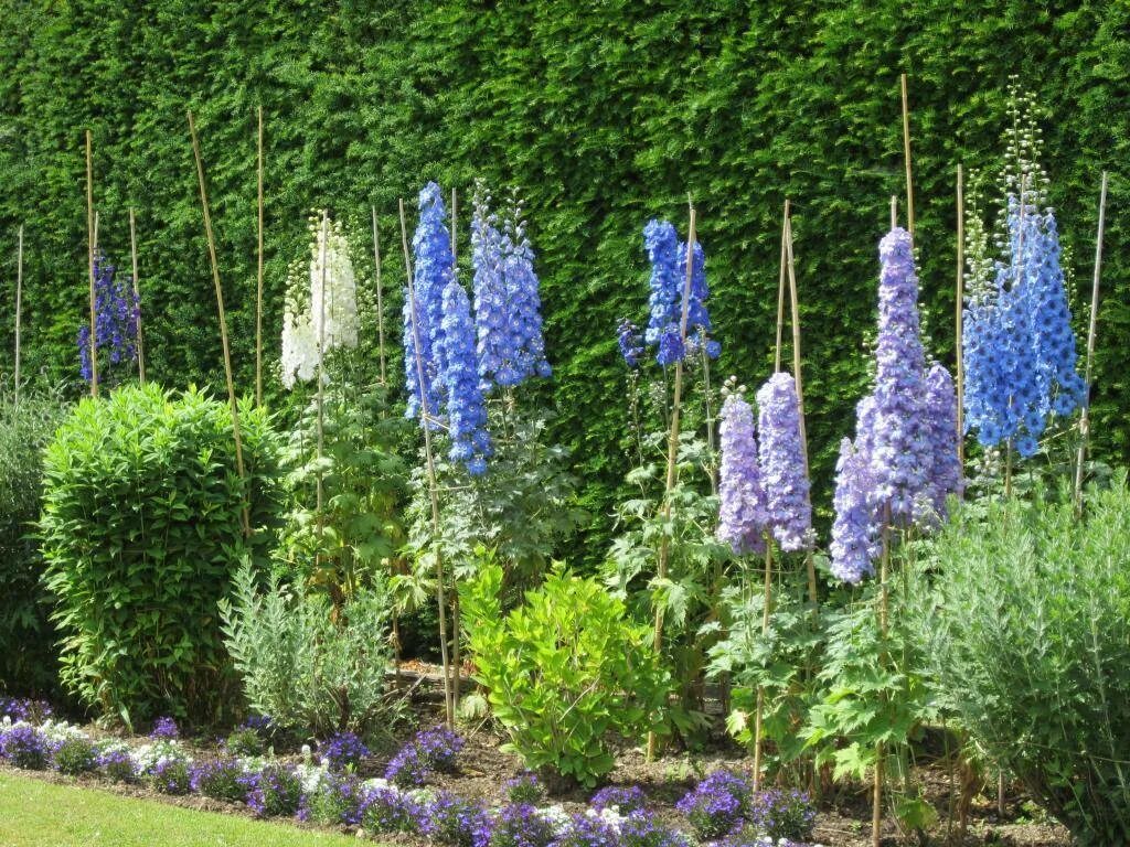 Дельфиниум. Дельфиниум многолетник. Как посадить дельфиниум. Как посадить дельфиниум. Как посадить дельфиниум.