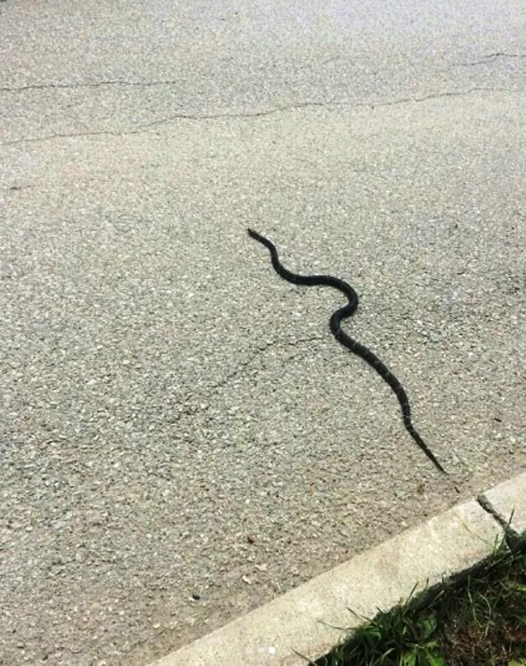 Змейка улица. Змеи в Анапе. Змея на тротуаре. Змеи в море в Анапе.
