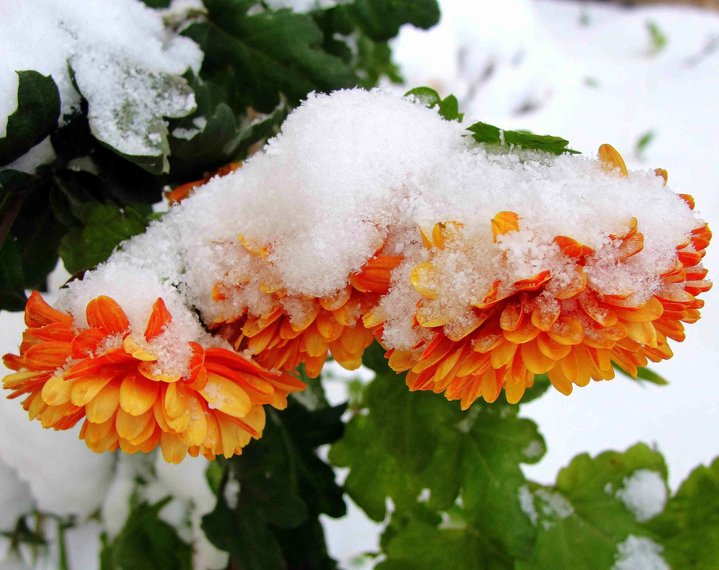 Снег в сентябре какая. Хризантемы Дубки снег. Бархатцы замерзли. Зимние цветы. Хризантемы в снегу.