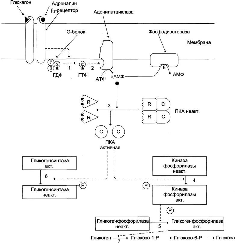 Инсулин стимулирует синтез гликогена. Механизм действия глюкагона схема. Схема действия глюкагона биохимия. Схема передачи сигнала адреналина. Схема синтеза инсулина биохимия.