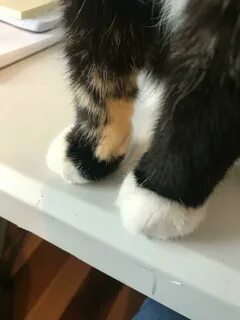 Мочить лапы коту