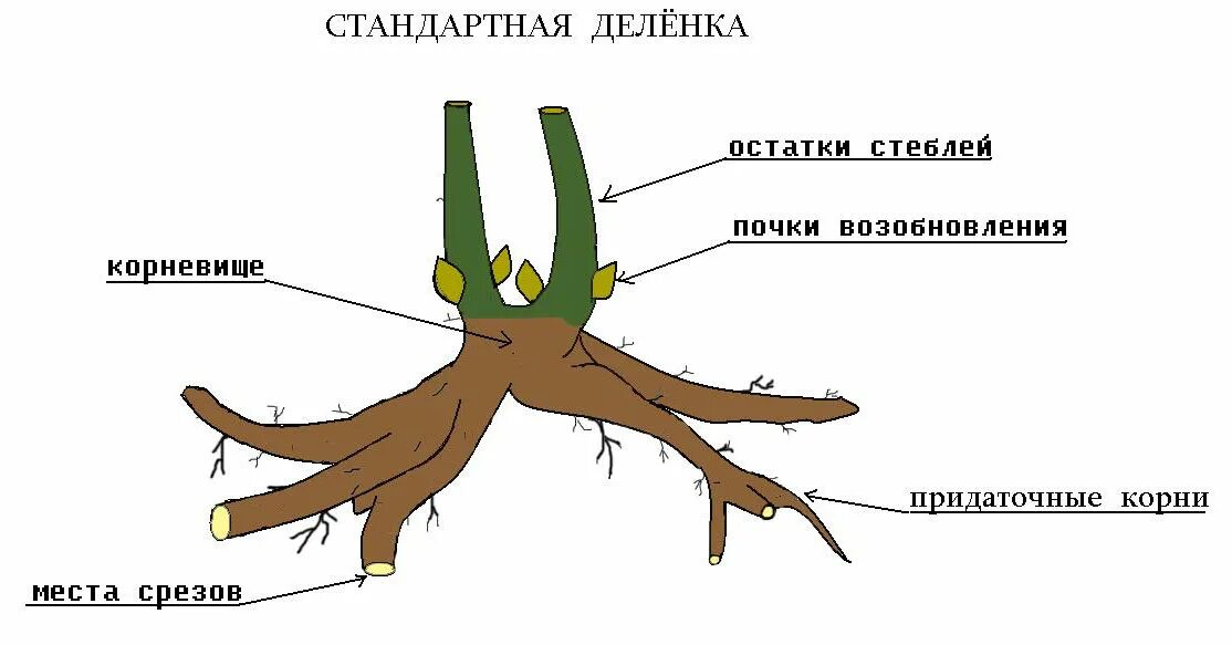 Почка корневище