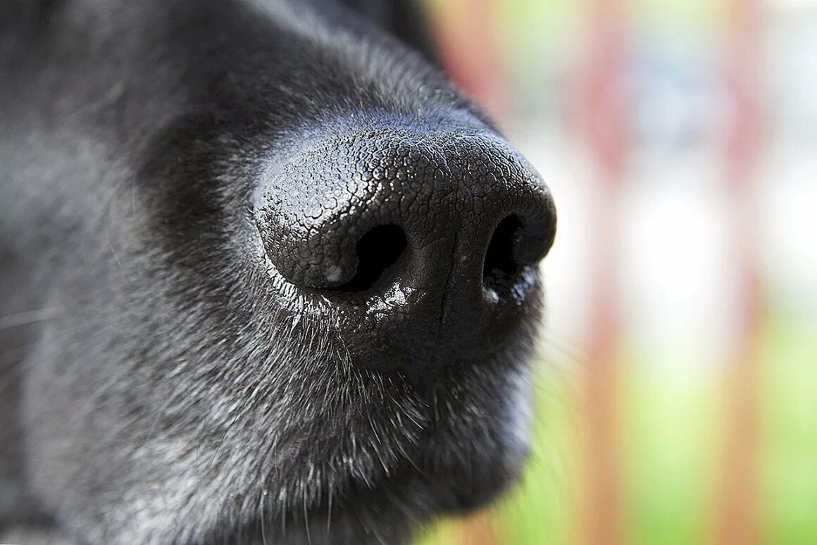 Лабрадор-ретривер анфас. Почему у собак черный нос. Лабрадор ретривер морда. Морда собаки. Ноздри собаки.