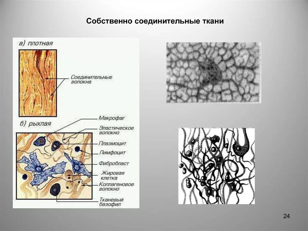 Рыхлая плотная волокнистая