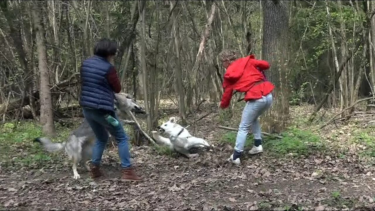 Агрессивное нападение. Бойцовские собаки.